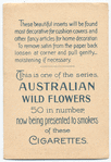 Lythrium [lythrum] salicaria (Purple Loose-strife).