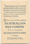 Melaleuca ericifolia (Heath-leaved Tea Tree).