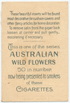 Lambertia formosa (Honey flower).
