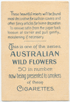Tolopea speciosissima (Waratah).