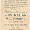 Eucalyptus corymbosa (Bloodwood).