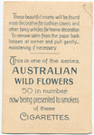 Callistemon lanceolatus (Crimson Bottle Brush).