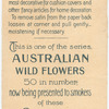 Acacia glaucescens (Coast Myall).
