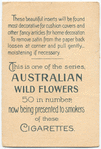 Acacia glaucescens (Coast Myall).