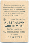 Acacia longifolia (Sydney Golden Wattle).
