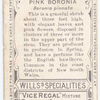 Pink Boronia (Boronia pinnata).