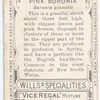 Pink Boronia (Boronia pinnata).