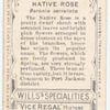 Native Rose (Boronia serrulata).