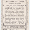 Left hand flower (Scævola hispida).