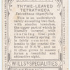 Thyme-leaved Tetratheca (Tetratheca thymifolia).