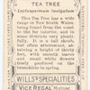 Tea Tree (Leptospermum laevigatum).