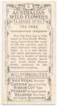 Tea Tree (Leptospermum laevigatum).