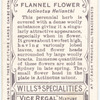 Flannel Flower (Actinopus helianthi).