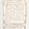 Honey Flower (Lambertia formosa).