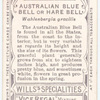 Australian Blue Bell, or Hare Bell (Wahlenbergia gracilis).