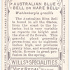 Australian Blue Bell, or Hare Bell (Wahlenbergia gracilis).