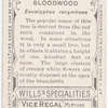 Bloodwood (Eucalyptus corymbosa).