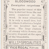 Bloodwood (Eucalyptus corymbosa).
