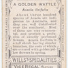 A Golden Wattle (Acacia linifolia).