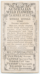 Wonga Wonga Vine (Tecoma australis).