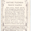 Native Fuchsia (Epacris longiflora).