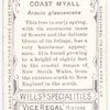 Coast Myall (Acacia glaucescens).
