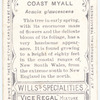 Coast Myall (Acacia glaucescens).