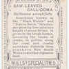 Saw-leaved Callicoma (Callicoma serratifolia).