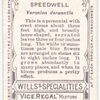Speedwell (Veronica derwentia).