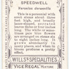 Speedwell (Veronica derwentia).