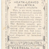 Heath-leaved Dillwynia (Dyllwynia ericifolium).