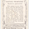 Native Primrose (Goodenia geniculata).