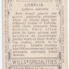 Lobelia (Lobelia dentata).