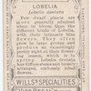 Lobelia (Lobelia dentata).
