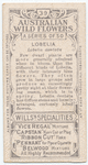 Lobelia (Lobelia dentata).