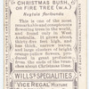 Christmas Bush, or Fire Tree (W.A.) (Nuytsia floribunda).