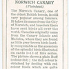 Norwich Canary (Plainhead).