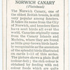 Norwich Canary (Plainhead).