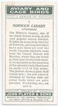 Norwich Canary (Plainhead).