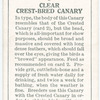 Clear Crest-Bred Canary.