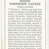 White Yorkshire Canary.