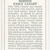 Border Fancy Canary.