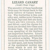 Lizard Canary.