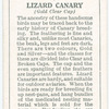 Lizard Canary.
