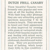 Dutch Frill Canary.