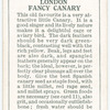 London Fancy Canary.