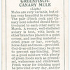 Greenfinch-Canary Mule.