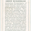 Green Budgerigar.