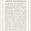 Green Budgerigar.