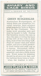 Green Budgerigar.